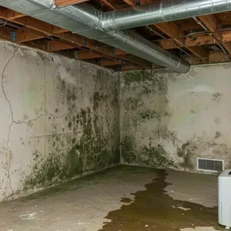 Professional Mold Removal in Gardere, LA